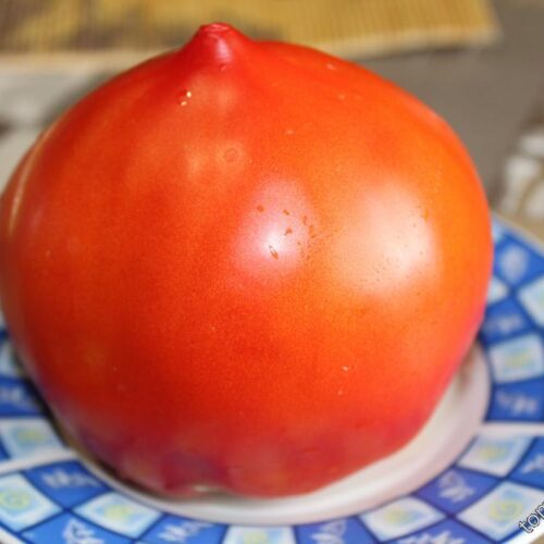 Семейные сорта томатов - вкусные и урожайные
