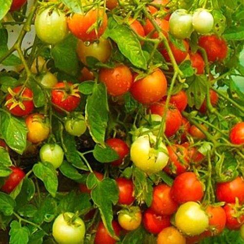 podsineevskyi-ranny3-1000-tomatov-650x650