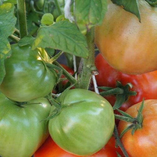pomidor-lord-minusinskiy-1