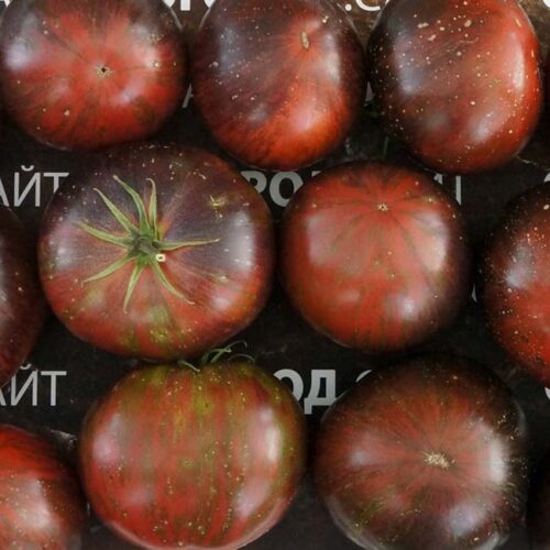 pomidor-myatezhny-zvezdny-istrebitel-bifshteks-marshi-1