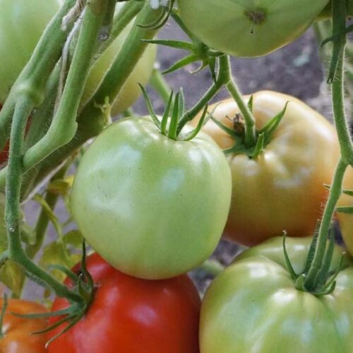 pomidor-vareniki-1