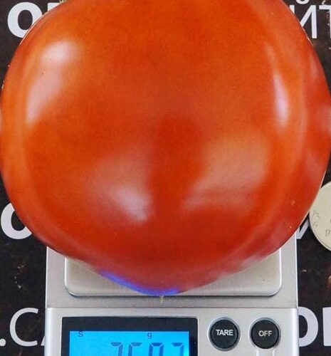 pomidor-vareniki-4