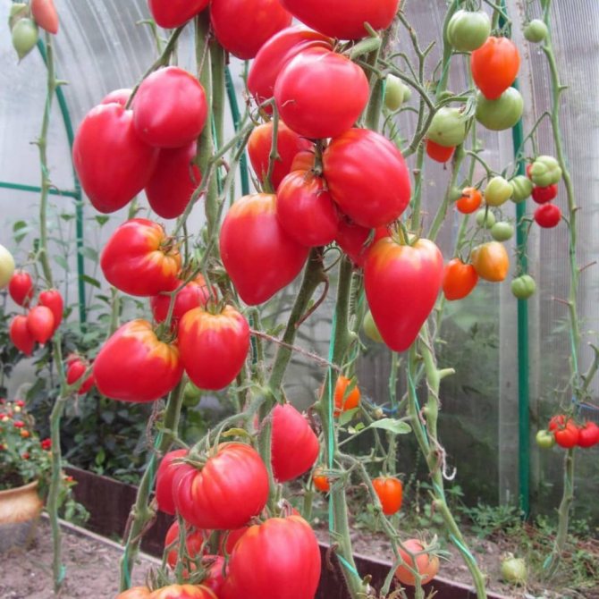 томат немецкая красная клубника характеристика и описание сорта фото отзывы