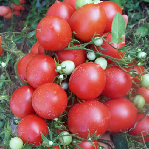 tomato-bunchplum-01