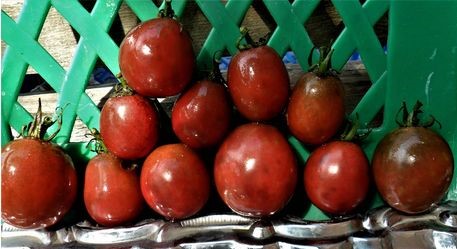 Необычные томаты-черри