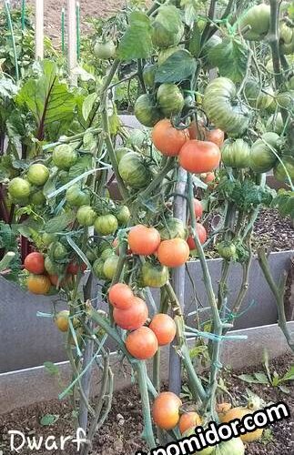 Динс брэд гейтс