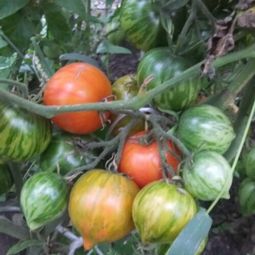 гендольф-5-768x576