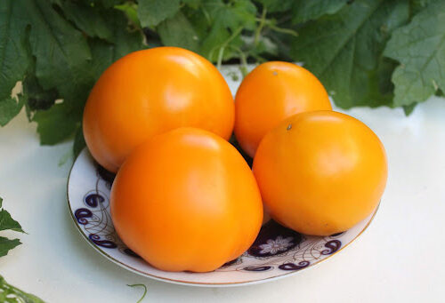 гном гордость побережья