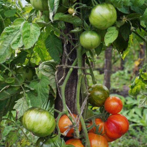 pomidor-bred-geyts-dina-1