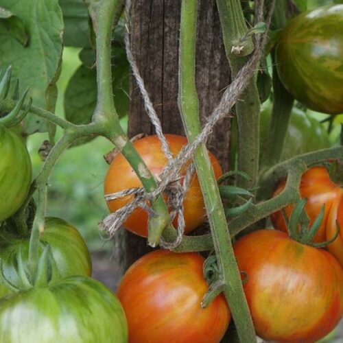 pomidor-bred-geyts-dina-2