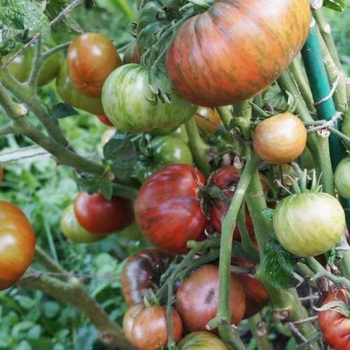 pomidor-festival-adelaidy-2