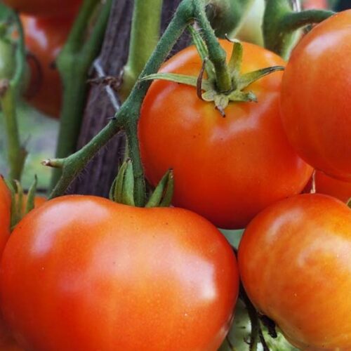 pomidor-gnom-kanadskiy-1