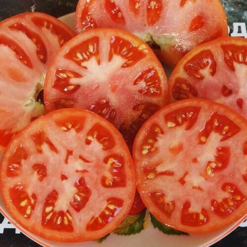 pomidor-gnom-kanadskiy-3
