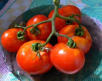tomat-Victorian-Dwarf-N1