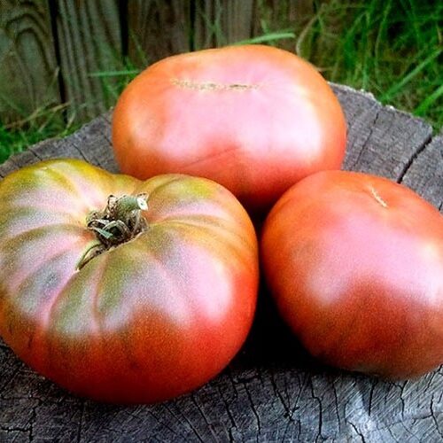 tomat-korolevskij-purpurnyj-opisanie-1
