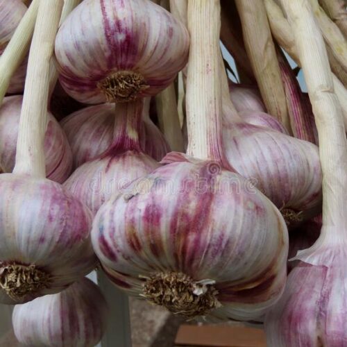 raw-garlic-hanging-raw-garlic-hanging-farmer-s-market-stall-white-purple-red-colour-heads-bits-roots-stems-focus-177870216
