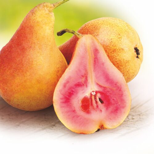 Груша Свадебная