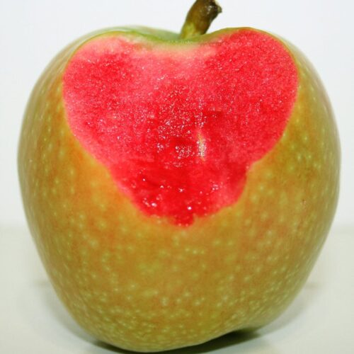 Яблоня Хидден Роуз