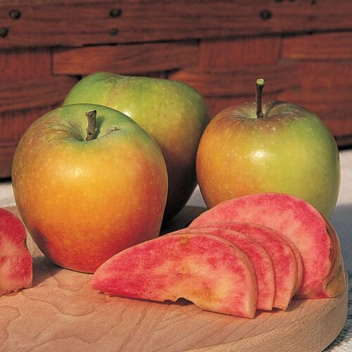 yablonya-hidden-rouz