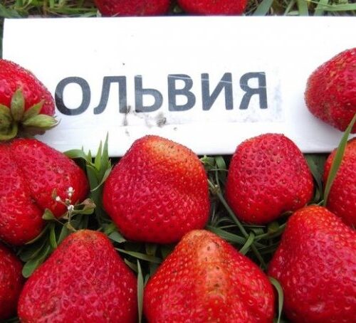 1563515778_olvija