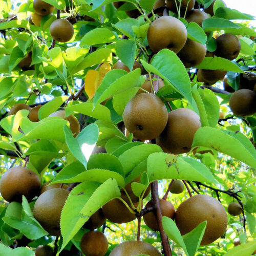 hosui-asian-pear-tree-8-lanjee-chee
