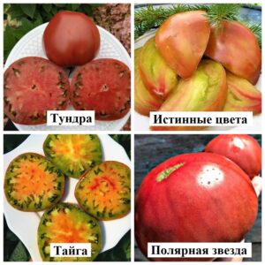 Коллаж истинный север