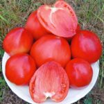 tomatensamen-bestellen-tomate-coeur-de-boeuf-yasha-yougoslavian-solanum-lycopersicum-bio-samen