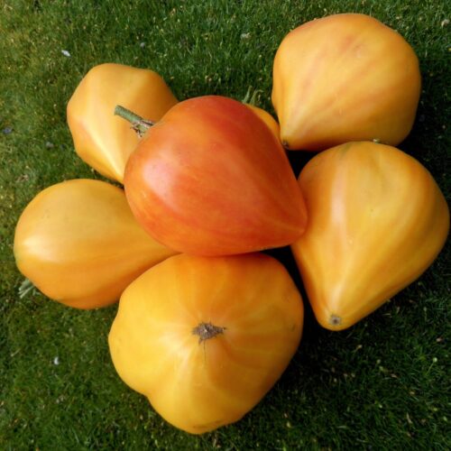 mynus_oranzhevyi_slon_23