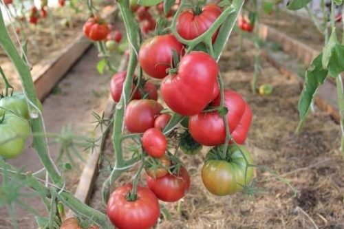 tomat-vinnyj-bolgarskij-velikan-kupit (2)