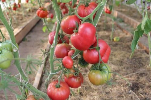 tomat-vinnyj-bolgarskij-velikan-kupit
