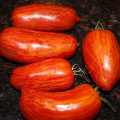 Римский полосатый