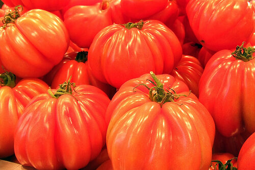 montserrat-tomatoes-1