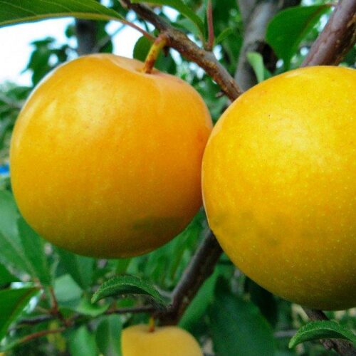 2052410575_w640_h640_sazhentsy-alychi-pluot