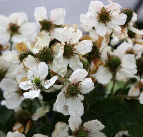 BlackBerryGrow.com photo gallery