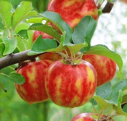 Яблоня Карнавал