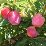 Pluot-Pink-Candy