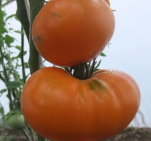 Саяногорский великан Оранжевый