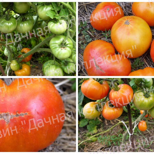 654a681e78eeb_MyCollages - 2023-11-07T203439.789