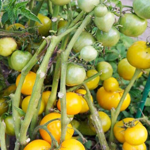 92405_tomat-lapa-kenguru-zheltaja_01