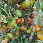 pomidor-lapa-kenguru-korichnevaya-1