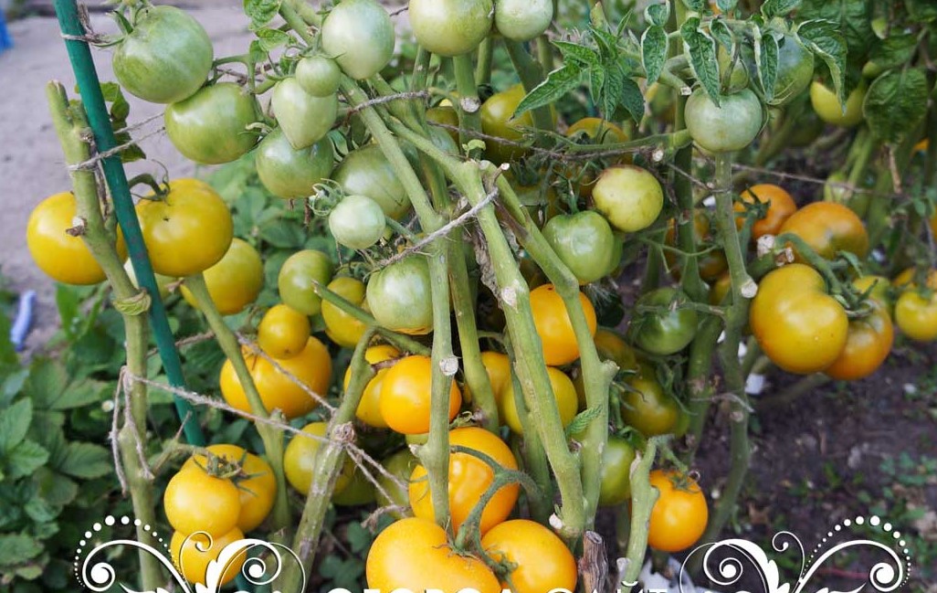 pomidor-lapa-kenguru-zheltaya-1