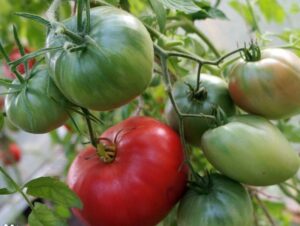 pomidor-minusinskiy-zi-vyatki-3