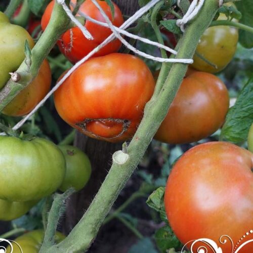 pomidor-sladkaya-skarlet-1