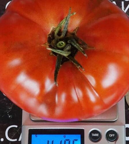 pomidor-syzranskiy-1