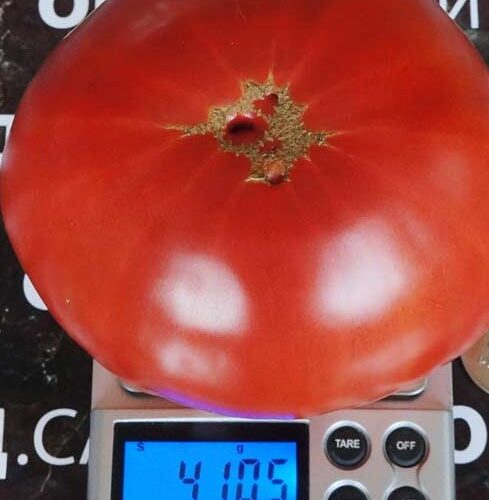 pomidor-syzranskiy-2