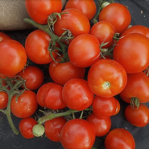 semena-tomat-gnom-jevatelnaya-rezinka-dwarf-bubble-gum_big_1 (1)