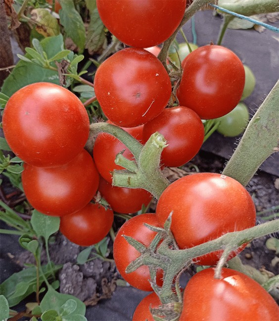 Необычные томаты-черри | Дачная Коллекция