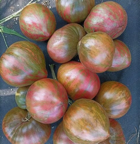 semena-tomat-gnom-purpurniy-serdceed-dwarf-purple-heartthrob_big_2