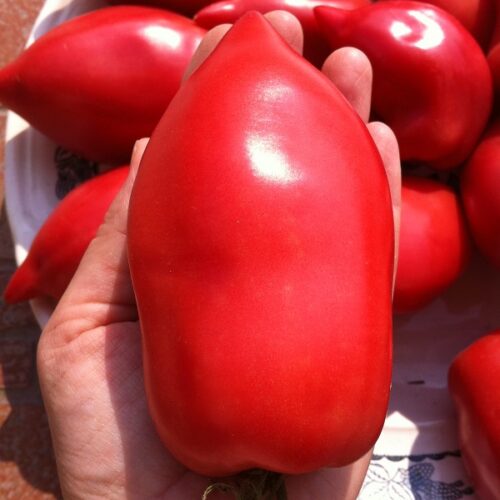 Тамонинский