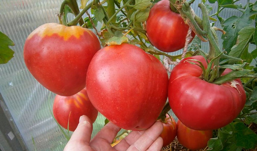 tomat-bychok-opisanie-2